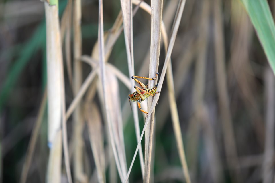 Lubber Grasshopper