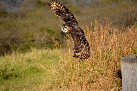 Nature wildlife predator