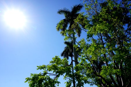 Royal Palms and Gumbo Limbo