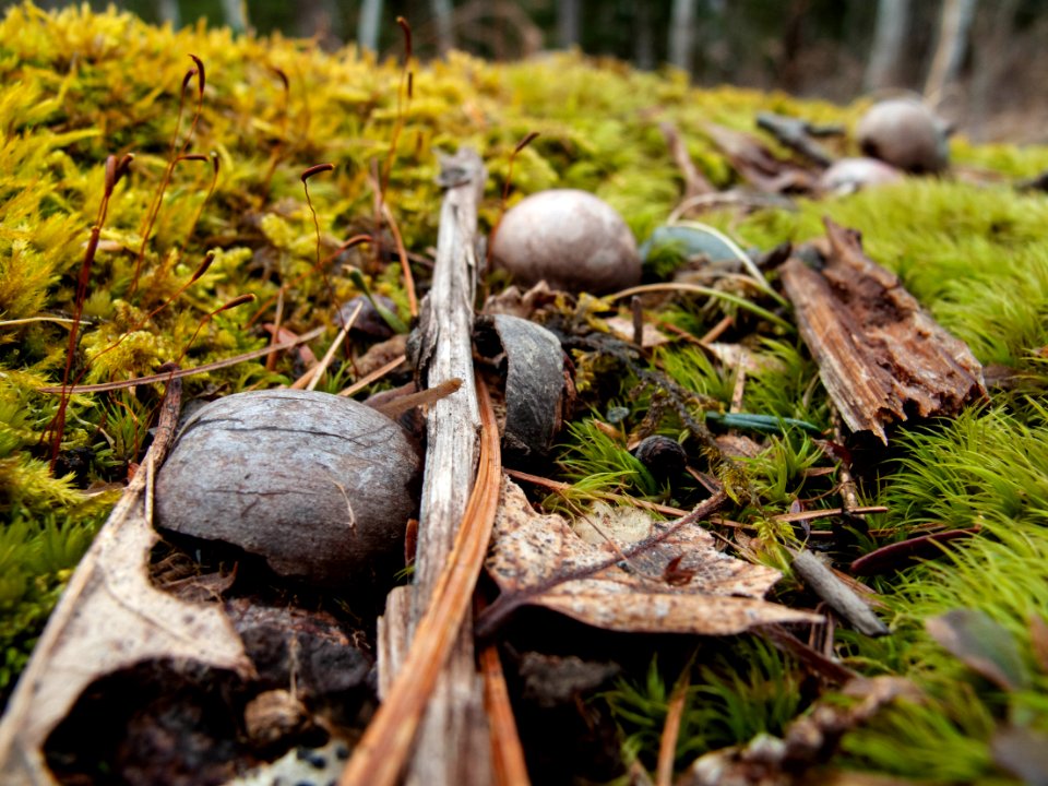 Rough spring hike for an ant