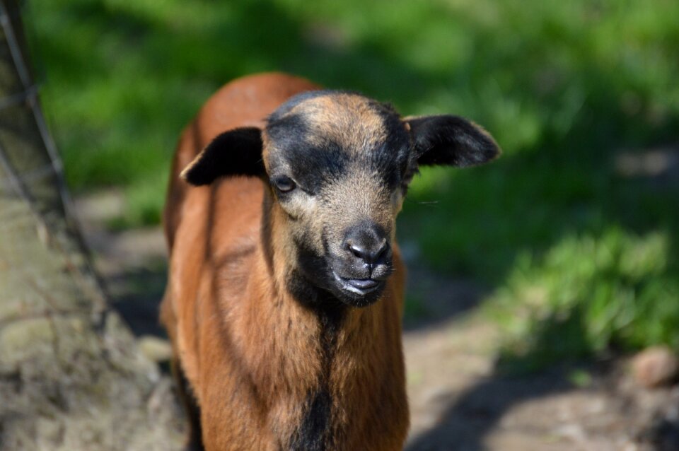 Nature cute wildpark poing