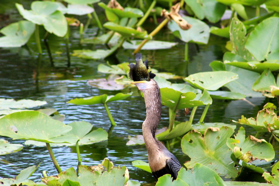 Anhinga Swallowing Fish