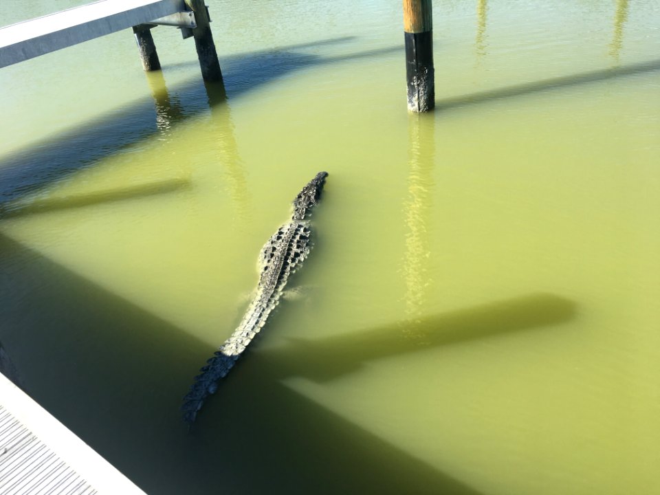 American Crocodile at Flamingo Marina