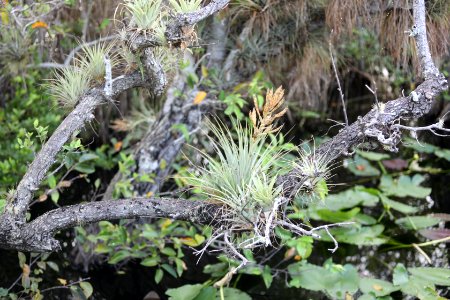 Bromeliads on Anhinga Trail