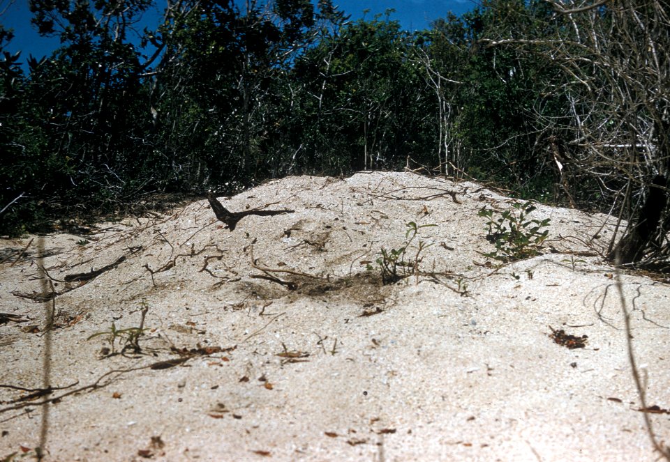 REP crocodile nest 775, NPSPhoto,Muller, Jun 61