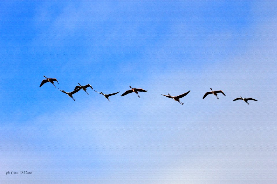 in volo - Fenicotteri Rosa
