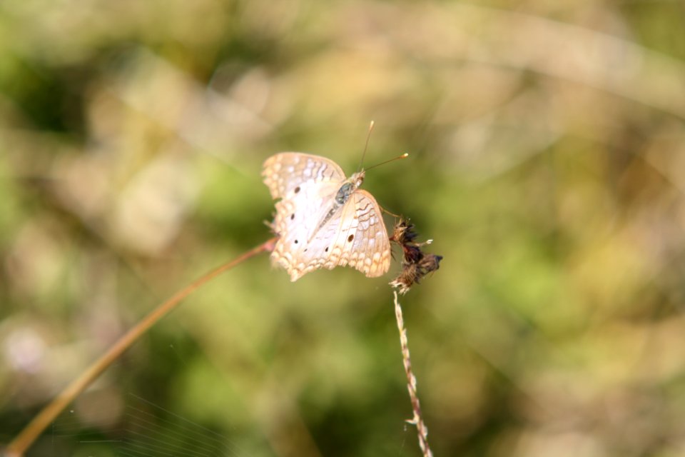 White Peacock Butterfly at Flamingo