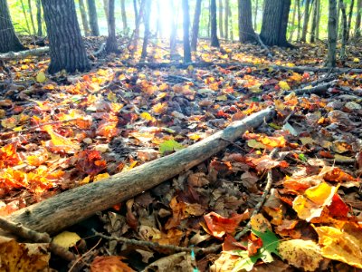 Longer shadows accompany the shorter days of fall