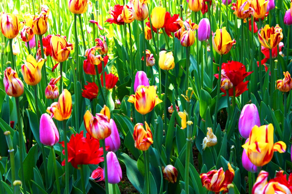 Landscape nature flower gardens