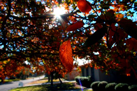Autumn shades photo