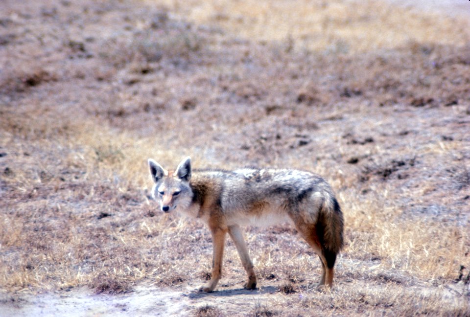 Coyote 243FL, NPSPhoto