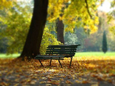 Landscape tree park