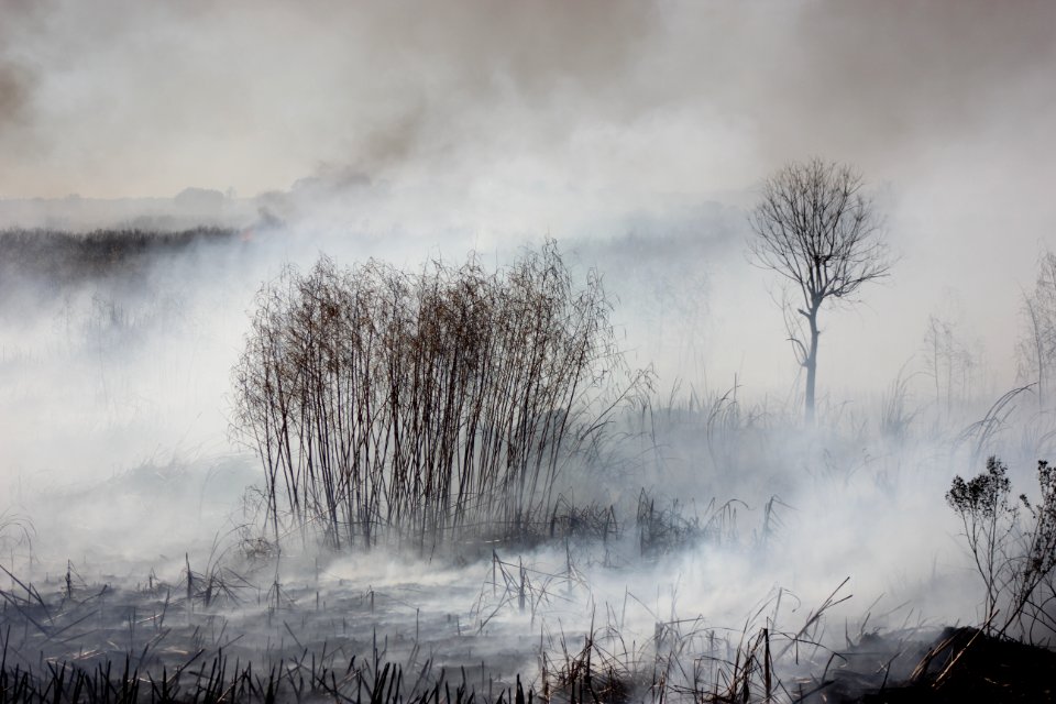 Savannah NWR Prescribed Fire