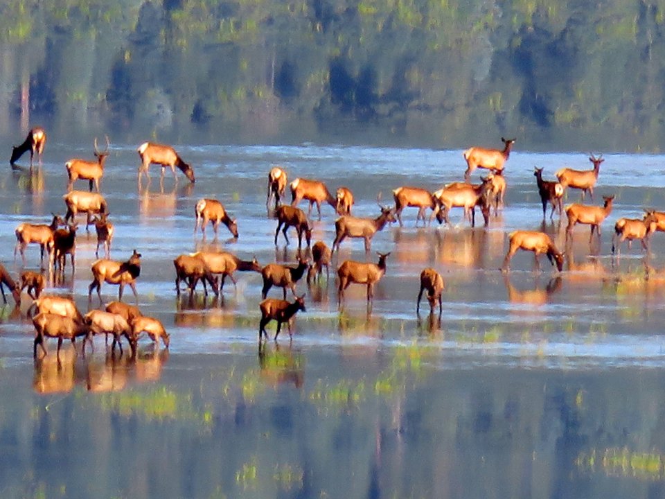 Elk Herd at Mormon Lake