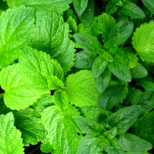 Mint