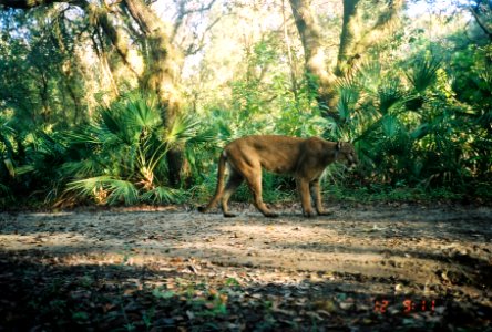 Adult Male Florida Panther in Florida Panther National Wildlife Refuge photo
