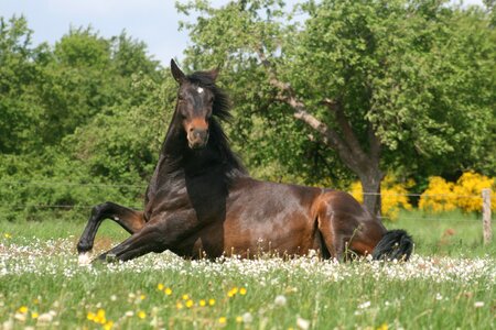 Horse rolling stand up