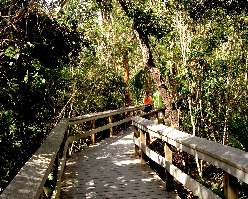 Mahogany Hammock Boardwalk (9), NPSPhoto
