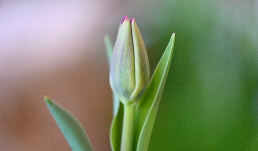 Close up schnittblume spring flower photo