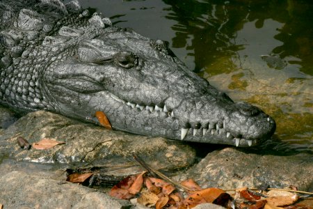 Crocodile NPSPhoto, R. Cammauf