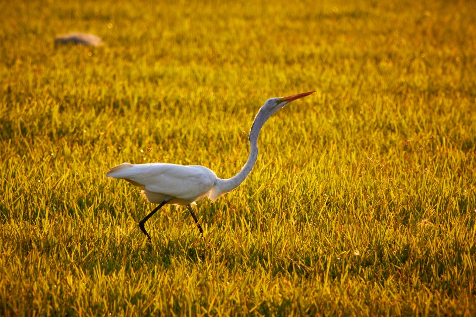 Great Egret