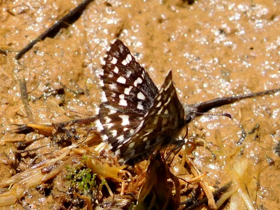 Two-banded Checkered-Skipper, Pyrgus ruralis