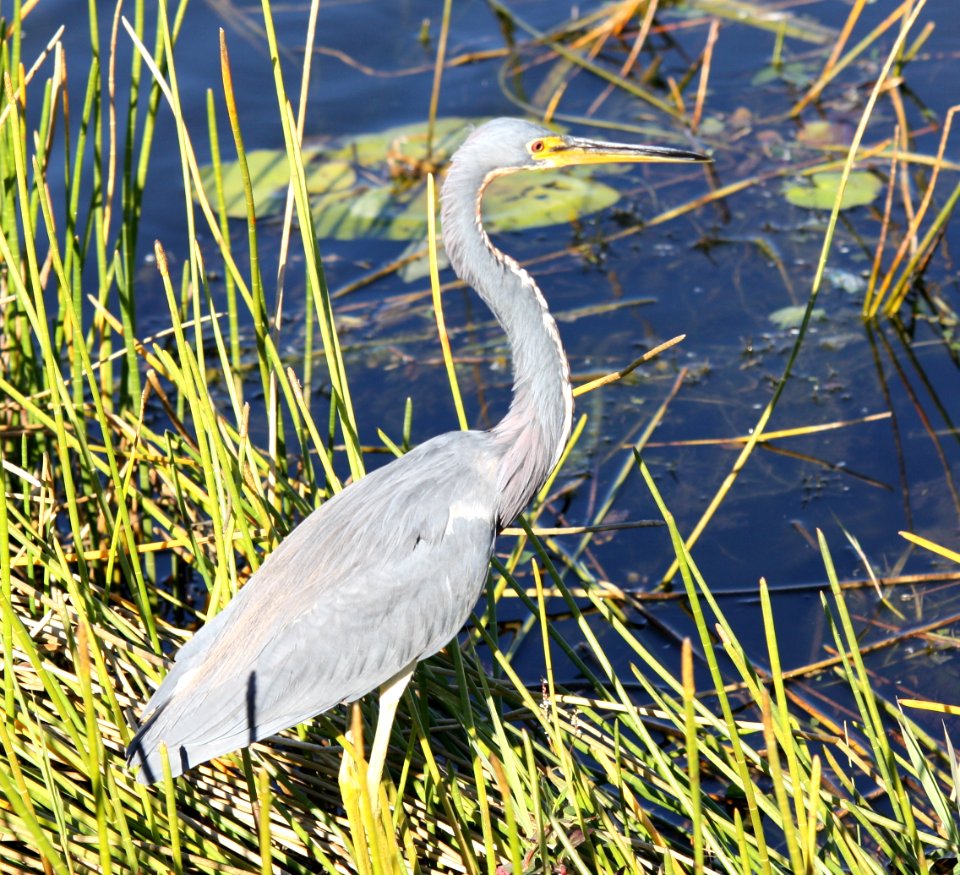 Tri-colored Heron