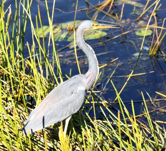 Tri-colored Heron photo