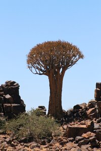 Tree namibia landscape