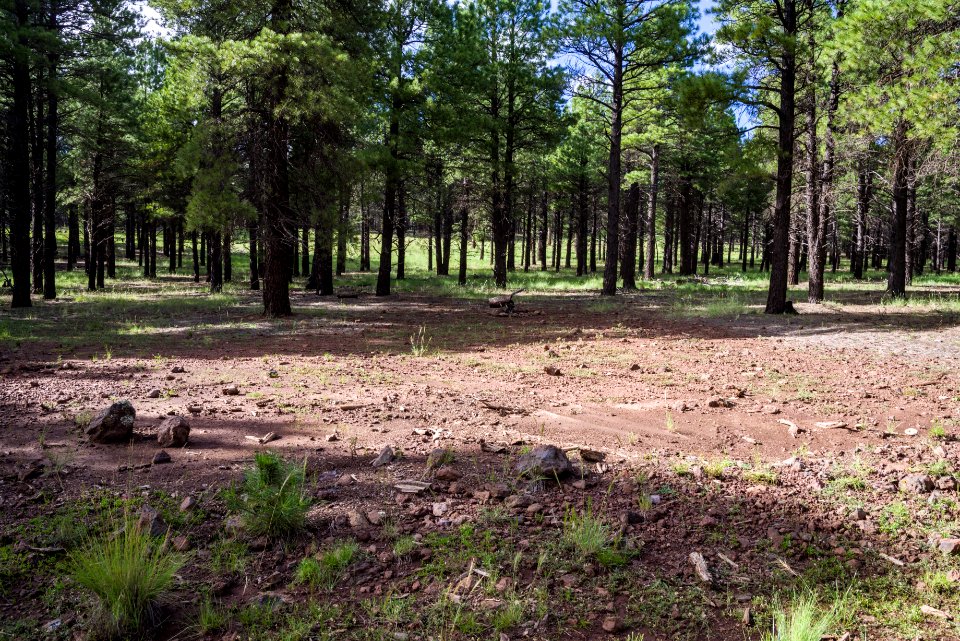 Wing Mountain Camping Area: FR 222