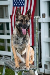 Canine portrait working dog