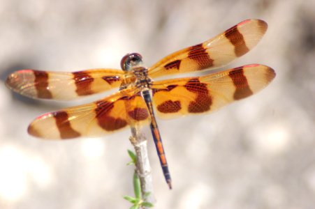 Dragonfly (2), NPSPhoto.jpg