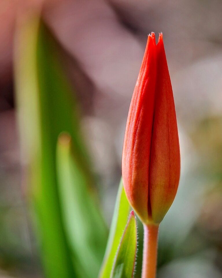 Bloom red flower