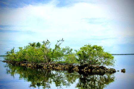 Brown Pelicans on Mangrove Island Gulf Coast photo