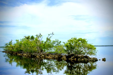 Brown Pelicans on Mangrove Island Gulf Coast
