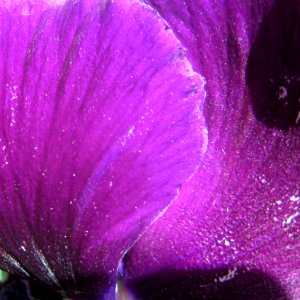 Close up Pansy petals