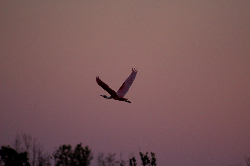 Roseate Spoonbill