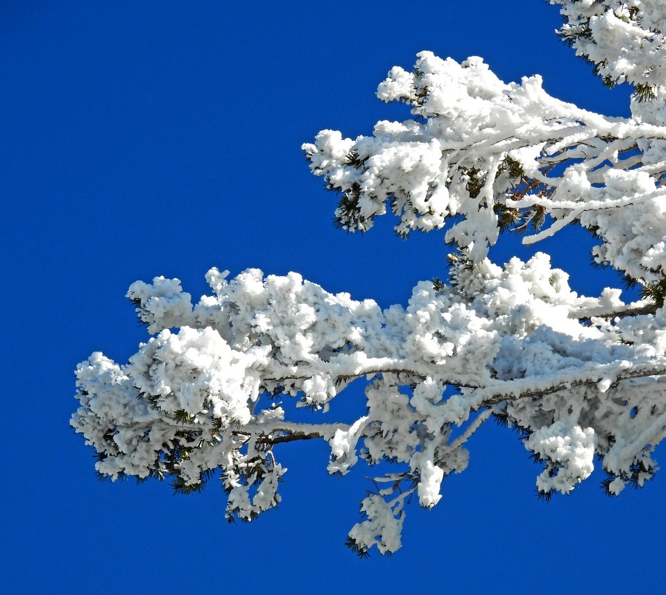 Wind Blown Frozen Tree