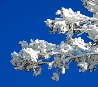 Wind Blown Frozen Tree
