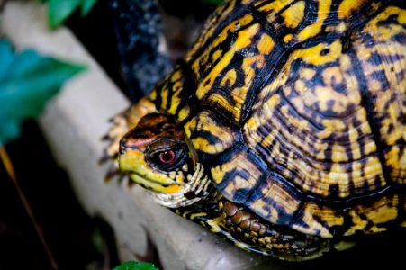 EasternBoxTurtle 08-03-2018 39