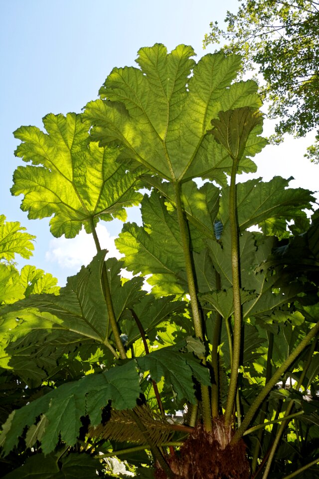 Nature huge plant