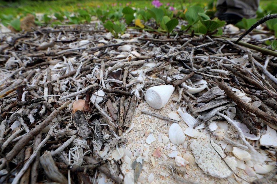 NPSPhoto M.Collier 2019 CS BeachClean ConeShell (2)