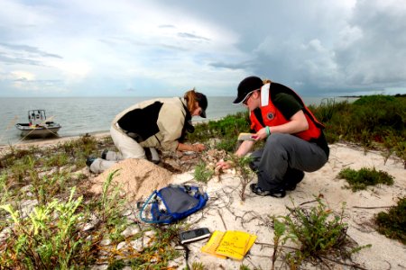 Park Staff Conducting Sea Turtle Nest Research