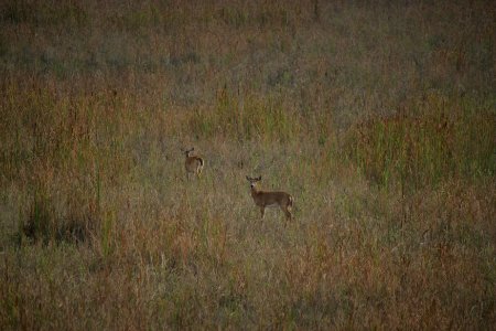 Whitetail Deer in Restoration Area (2), NPSPhoto photo