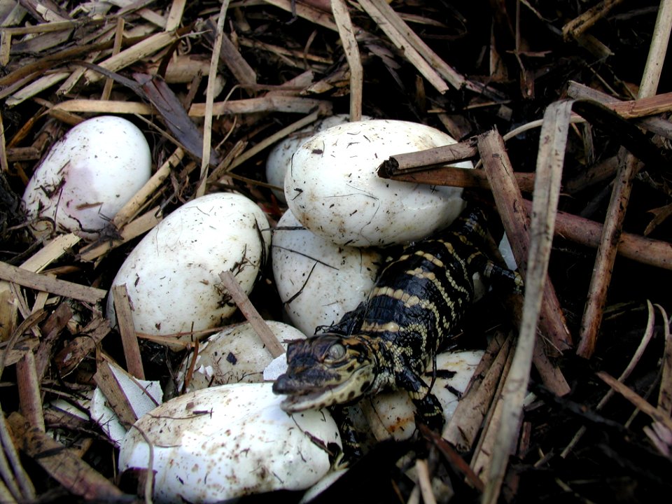 Newly Hatched Baby Alligators (4), NPSPhoto