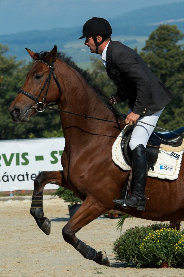 Jockey race brown