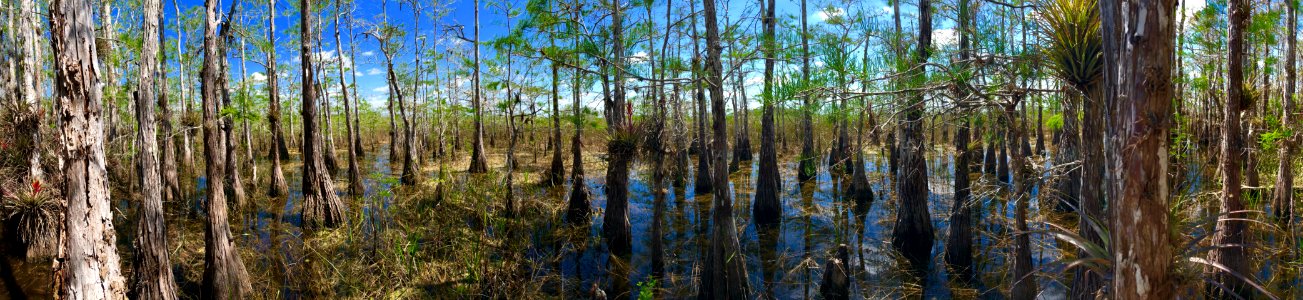Cypress Dome Panorama