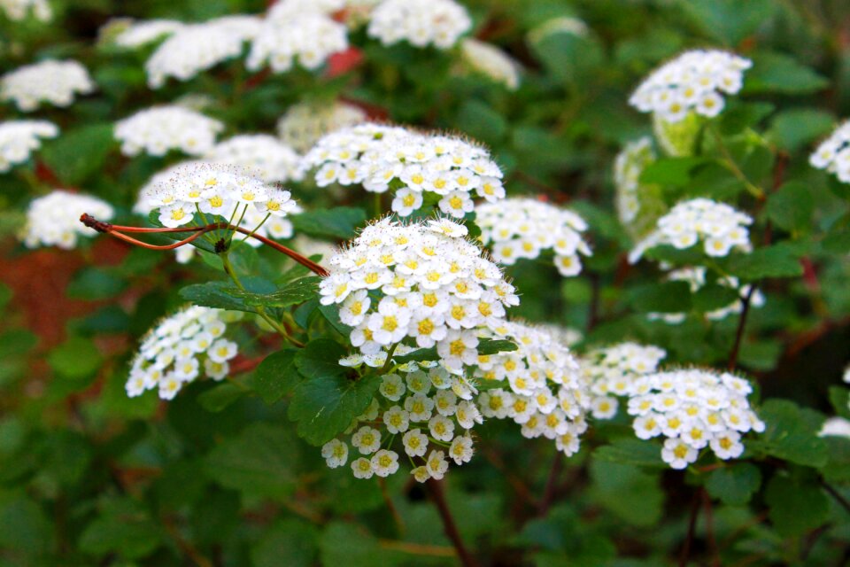 Landscape white flower white
