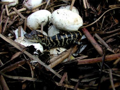 Newly Hatched Baby Alligators (2), NPSPhoto