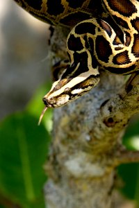 Burmese Python (3), NPSPhoto, R. Cammauf